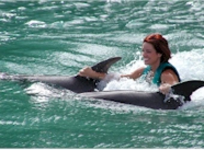 falmouth dolphins tours swim