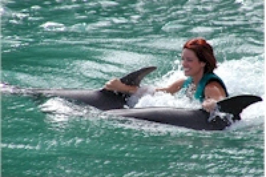 falmouth dolphins tours swim