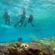 Cozumel Private snorkeling