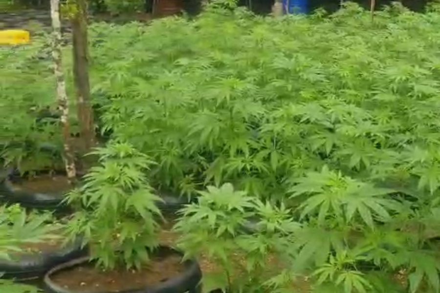 420 farm tour