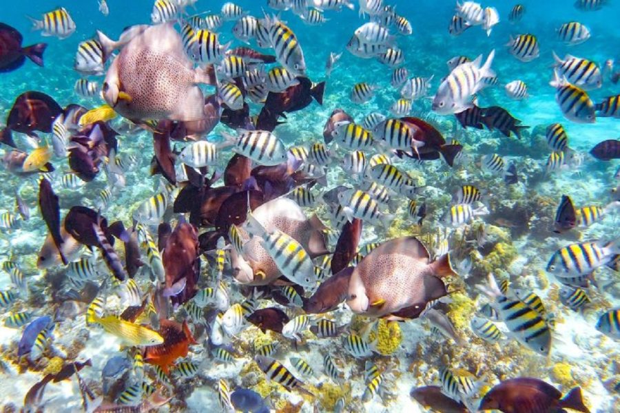 ref snorkeling western caribbean cruise excursions