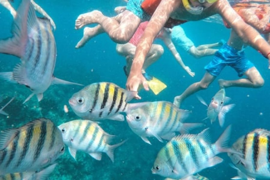 reef snokeling
