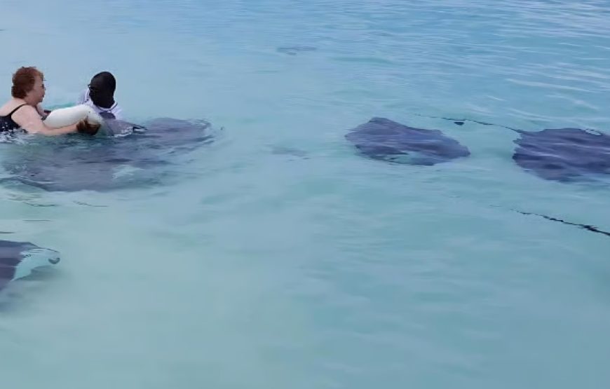 Cruise Excursion: Stingray City, Starfish Garden & North Sound Boat Tour