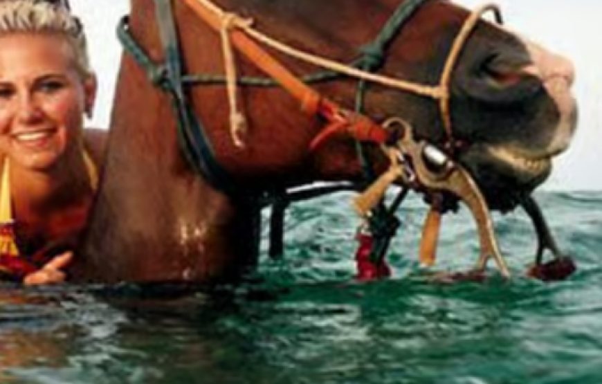 Ride Into the Caribbean Sea: Grand Cayman Beach Horseback Adventure