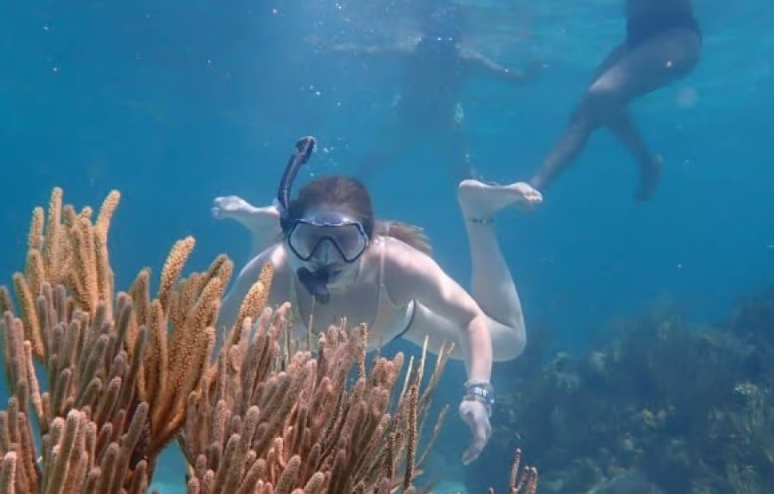 Private Coral Gardens Snorkeling Tour | Grand Cayman